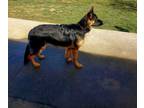 German Shepherd Dog PUPPY FOR SALE ADN-775615 - GSD Proven Show Ring and