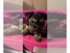 Yorkshire Terrier PUPPY FOR SALE ADN-775581 - Tiny girl yorkie