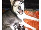 Siberian Husky PUPPY FOR SALE ADN-775572 - Siberian Huskies pups