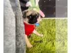 Pug PUPPY FOR SALE ADN-775571 - 2 male Pugs