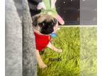 Pug PUPPY FOR SALE ADN-775571 - 1 male Pug left