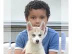 Siberian Husky PUPPY FOR SALE ADN-775569 - AKC CH packed pedigree
