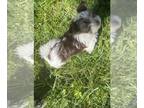 Biewer Terrier PUPPY FOR SALE ADN-775567 - Biewer Yorkshire Terrier