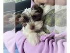 Biewer Terrier PUPPY FOR SALE ADN-775566 - Biewer Yorkshire Terrier