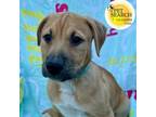 Adopt Leo a Mixed Breed