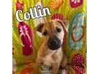 Adopt Collin a Mixed Breed