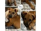 Adopt Collin a American Staffordshire Terrier, Mixed Breed