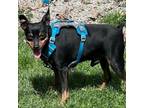 Adopt Scrappy a Miniature Pinscher