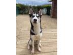 Adopt Mello a Husky