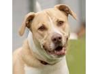 Adopt Bucky a Mixed Breed, Labrador Retriever