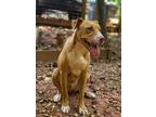Adopt Liam a American Staffordshire Terrier, Boxer