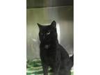 Adopt Dwayne a Domestic Short Hair