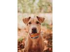 Adopt 72382A Billy Madison a Labrador Retriever, Mixed Breed