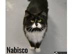 Adopt Nabisco a Domestic Long Hair