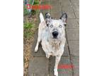 Adopt Captain a Australian Cattle Dog / Blue Heeler