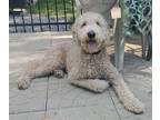 Goldendoodle PUPPY FOR SALE ADN-775767 - Charlie