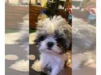 Shih Tzu PUPPY FOR SALE ADN-775652 - moo