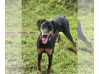 Doberman Pinscher PUPPY FOR SALE ADN-775622 - Doberman Pincher Puppy