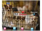 Pomeranian PUPPY FOR SALE ADN-775617 - Pomeranian puppies for sale Staten Island