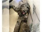 Goldendoodle PUPPY FOR SALE ADN-775538 - Standard Blue Merle Golden Doodle