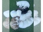 Siberian Husky PUPPY FOR SALE ADN-775536 - Litter Of 6 Siberian Husky Puppies