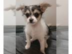 Chorkie PUPPY FOR SALE ADN-775523 - Teacup Chorkie