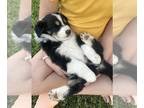 Australian Shepherd PUPPY FOR SALE ADN-775520 - Aussie Puppie