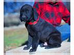 Labrador Retriever PUPPY FOR SALE ADN-775434 - AKC Black Lab Puppy
