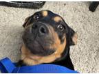 Adopt Roscoe a Rottweiler, Labrador Retriever