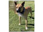 Adopt Mario a German Shepherd Dog, Pit Bull Terrier