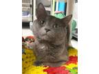 Adopt Fuzzy a Domestic Short Hair