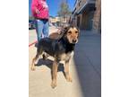 Adopt Victor a Wirehaired Terrier