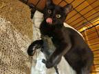 Adopt Kya "Bombay Mix" a Domestic Short Hair