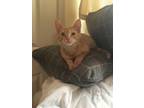 Adopt Dashielle a Domestic Short Hair