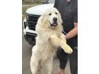 Adopt Knight in Shining Armor SAT a Great Pyrenees