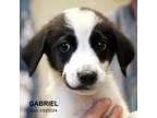 Adopt Gabriel-9668 a Border Collie, Mixed Breed
