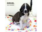 Adopt Ezekiel-5061 a Border Collie, Mixed Breed