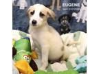 Adopt Eugene-4750 a Border Collie, Mixed Breed