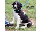 Adopt Abraham-5273 a Border Collie, Mixed Breed
