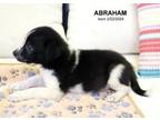 Adopt Abraham-5273 a Border Collie, Mixed Breed