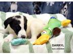 Adopt Darryl-35174 a Border Collie, Mixed Breed