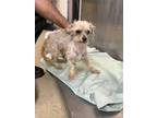 Adopt Luna a Yorkshire Terrier, Mixed Breed