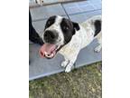 Adopt Ruben a Pointer, Mixed Breed