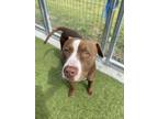 Adopt Bender a Pit Bull Terrier, Mixed Breed