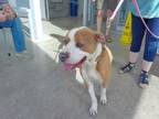 Adopt Ham a Pit Bull Terrier, Mixed Breed