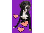 Adopt Hayes a Pit Bull Terrier, Mixed Breed