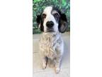Adopt Emmitt a Great Pyrenees, Mixed Breed
