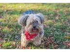 Adopt Ziggy a Yorkshire Terrier