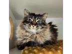 Adopt Mario a Domestic Long Hair