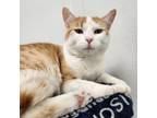 Adopt JR a Domestic Short Hair